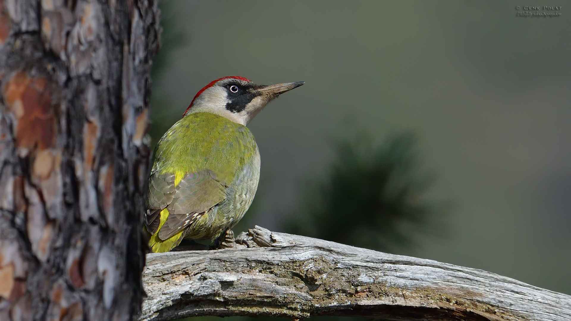 Eurasian Green Woodpecker